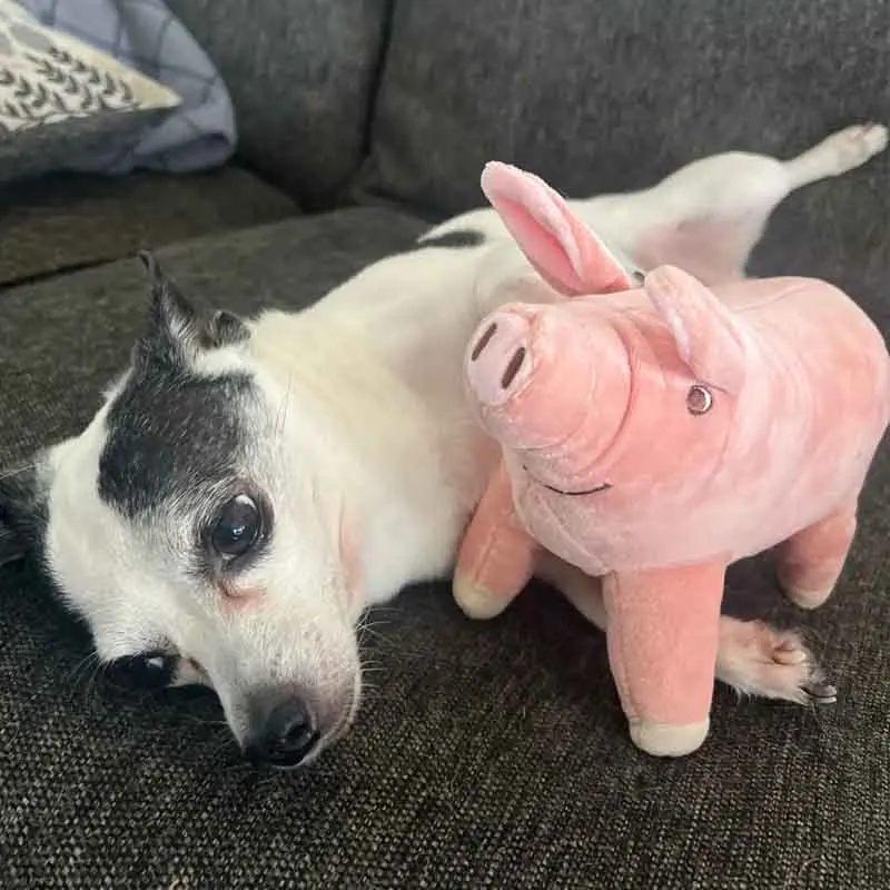 Peluche cochon style dessin animé, réaliste et mignonne (14/40 cm). – Image 6
